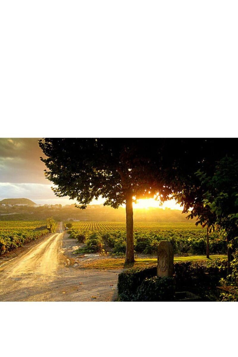 Contino Reserva - Imagen 3