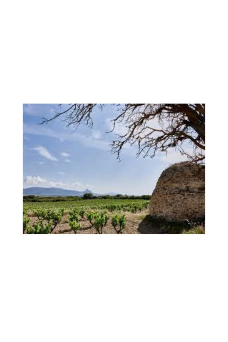 Ostatu Crianza - Imagen 6