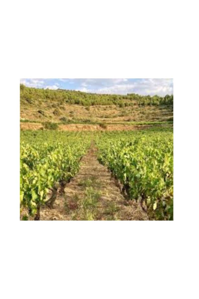 Ostatu Crianza - Imagen 7