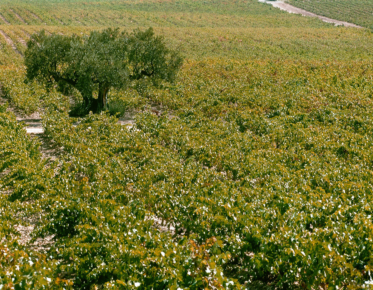 Contino Blanco Fermentado en Barrica - Imagen 2