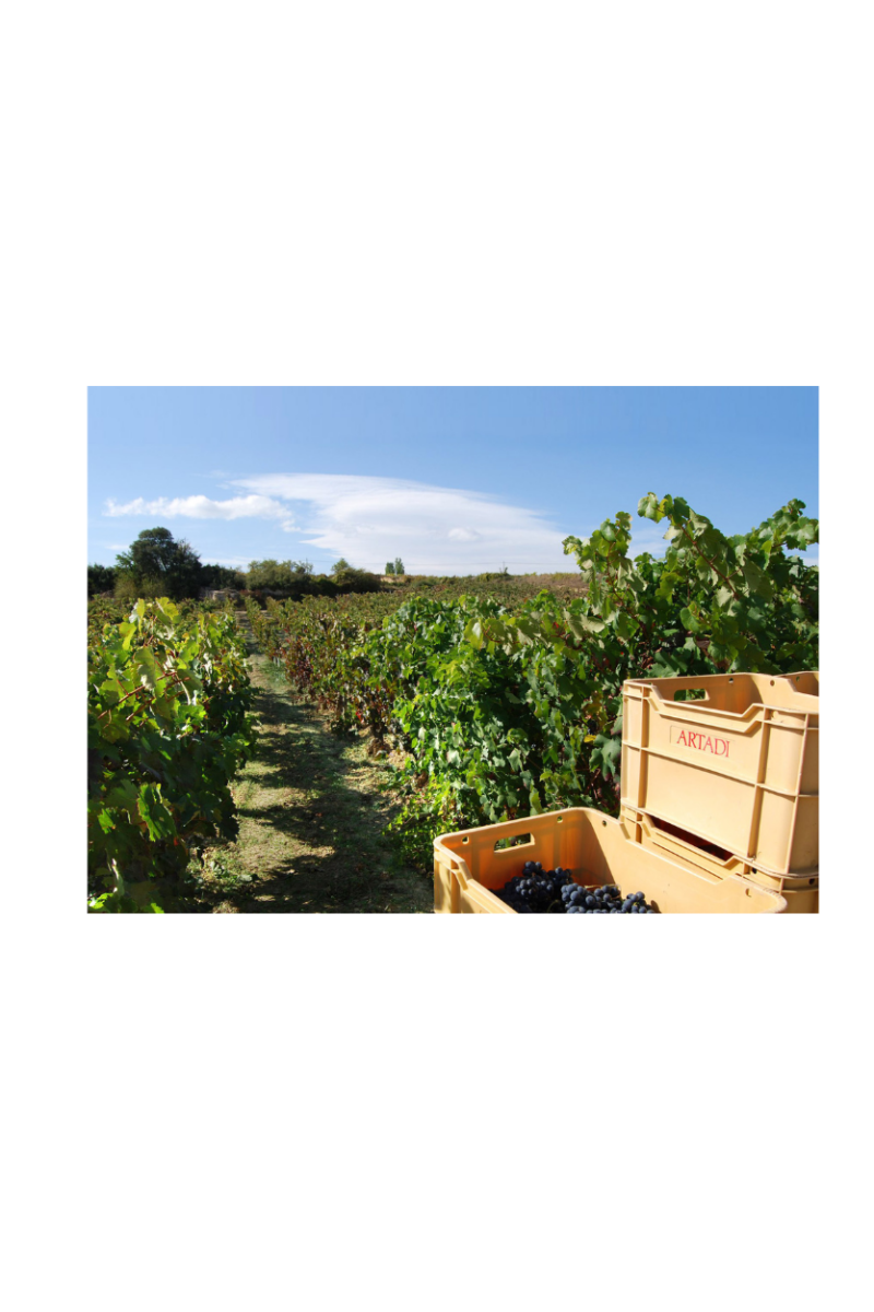 Artadi Viñas de Gain Blanco - Imagen 10