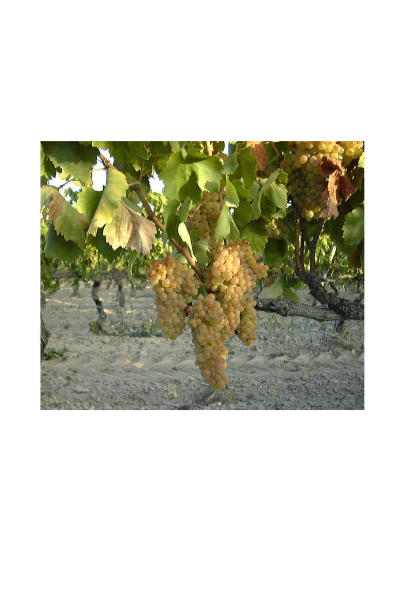 Roger Goulart Gran Cuvée Josep Valls Gran Reserva - Imagen 6