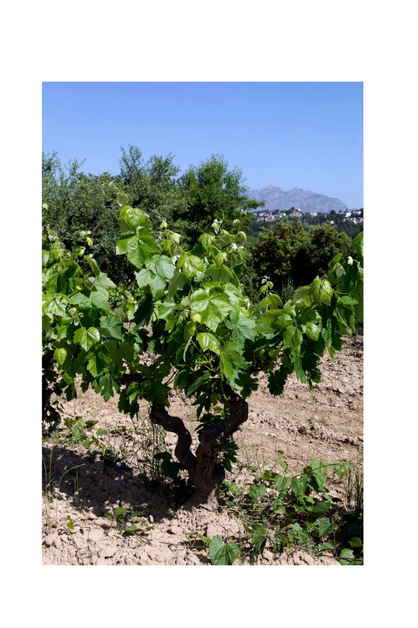 Roger Goulart Gran Cuvée Josep Valls Gran Reserva - Imagen 4