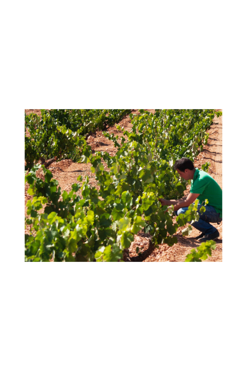 Artadi Viñas de Gain Blanco - Imagen 11