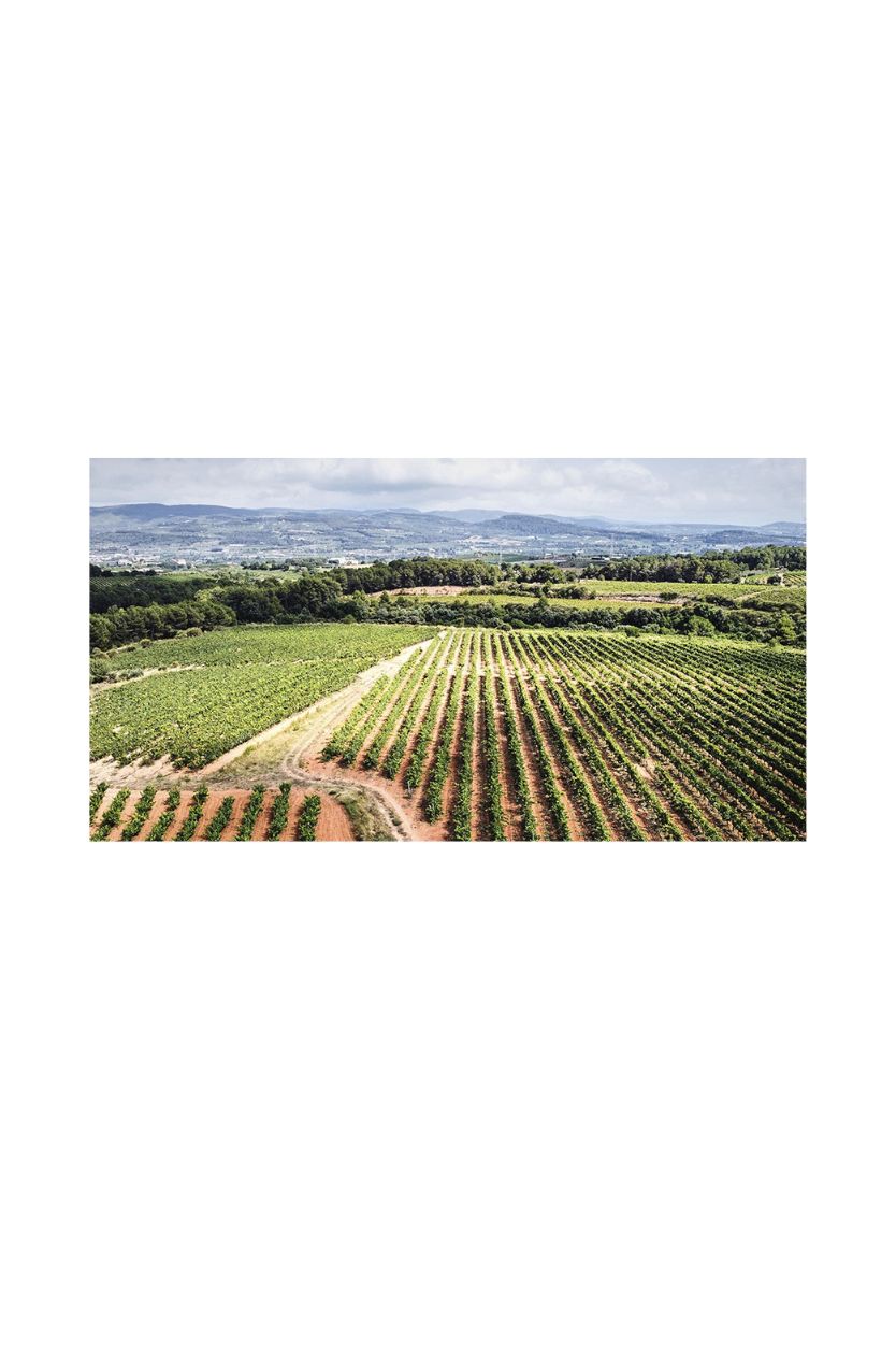 Roger Goulart Gran Cuvée Josep Valls Gran Reserva - Imagen 8