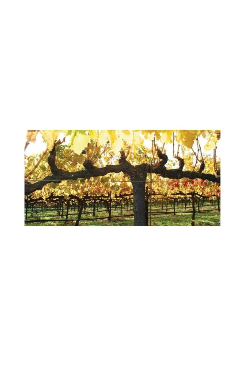 Grandin Rosse Brut Grande Reserve - Imagen 3