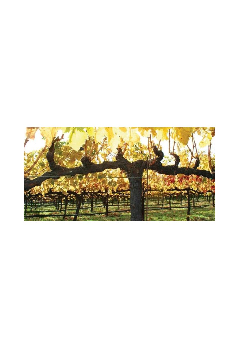 Grandin Brut - Imagen 3