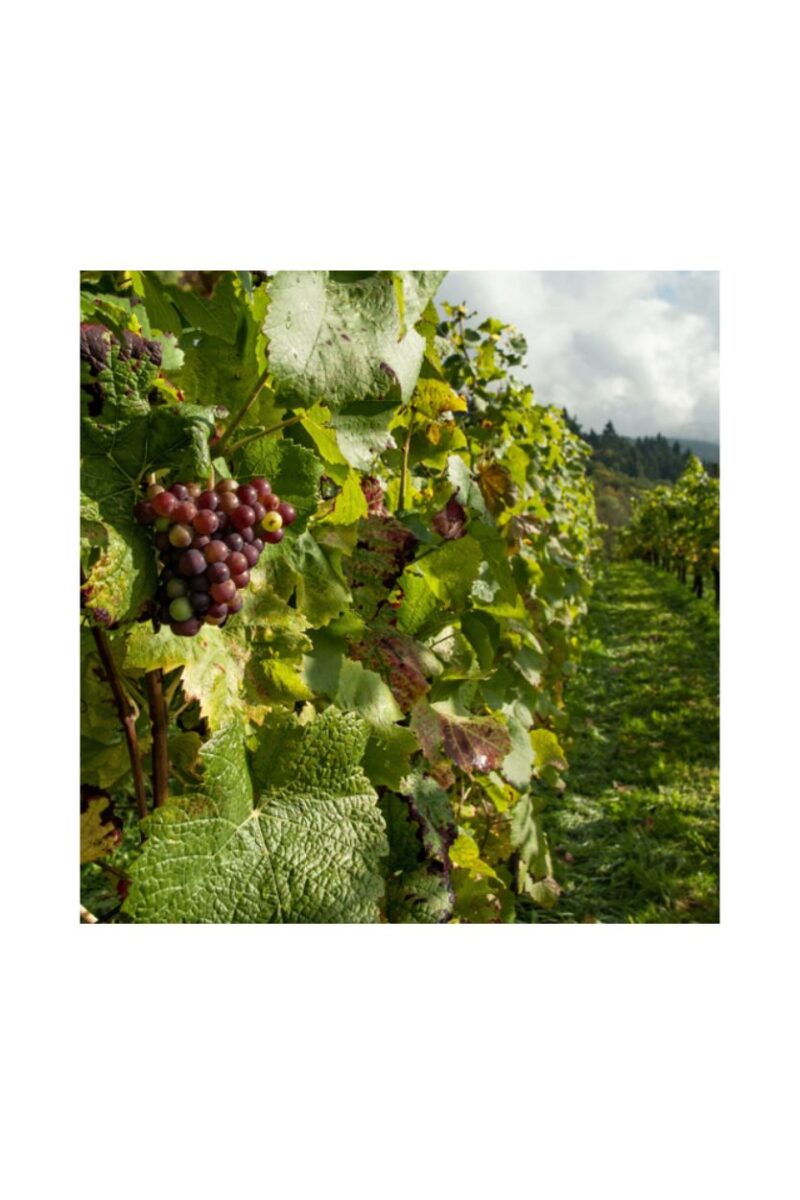 Godello en Lagrima de los Balcanes de Olivedo - Imagen 4