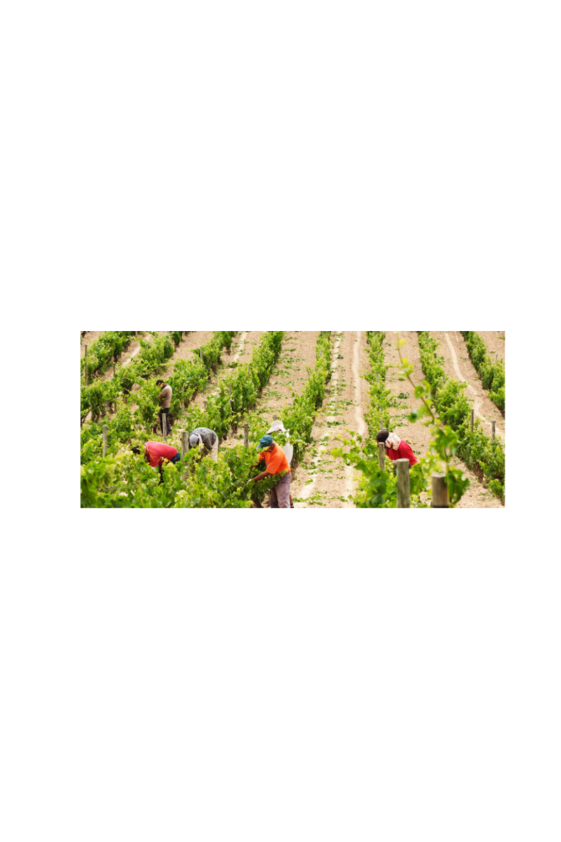 Artadi Viñas de Gain Blanco - Imagen 12