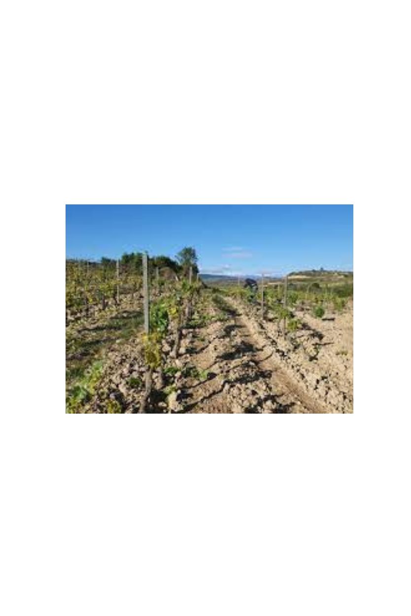 Ceprus Crianza - Imagen 4