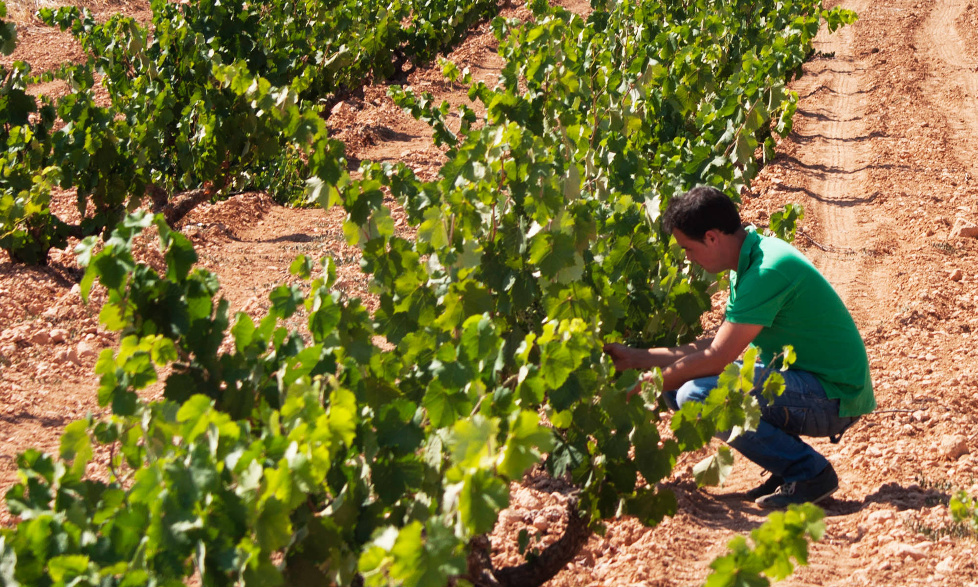 Artadi Viñas de Gain Blanco - Imagen 4
