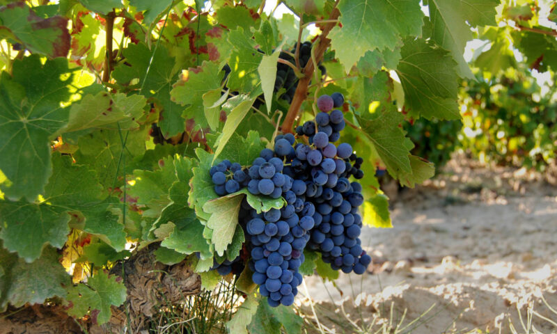 Artadi Viñas de Gain Blanco - Imagen 5