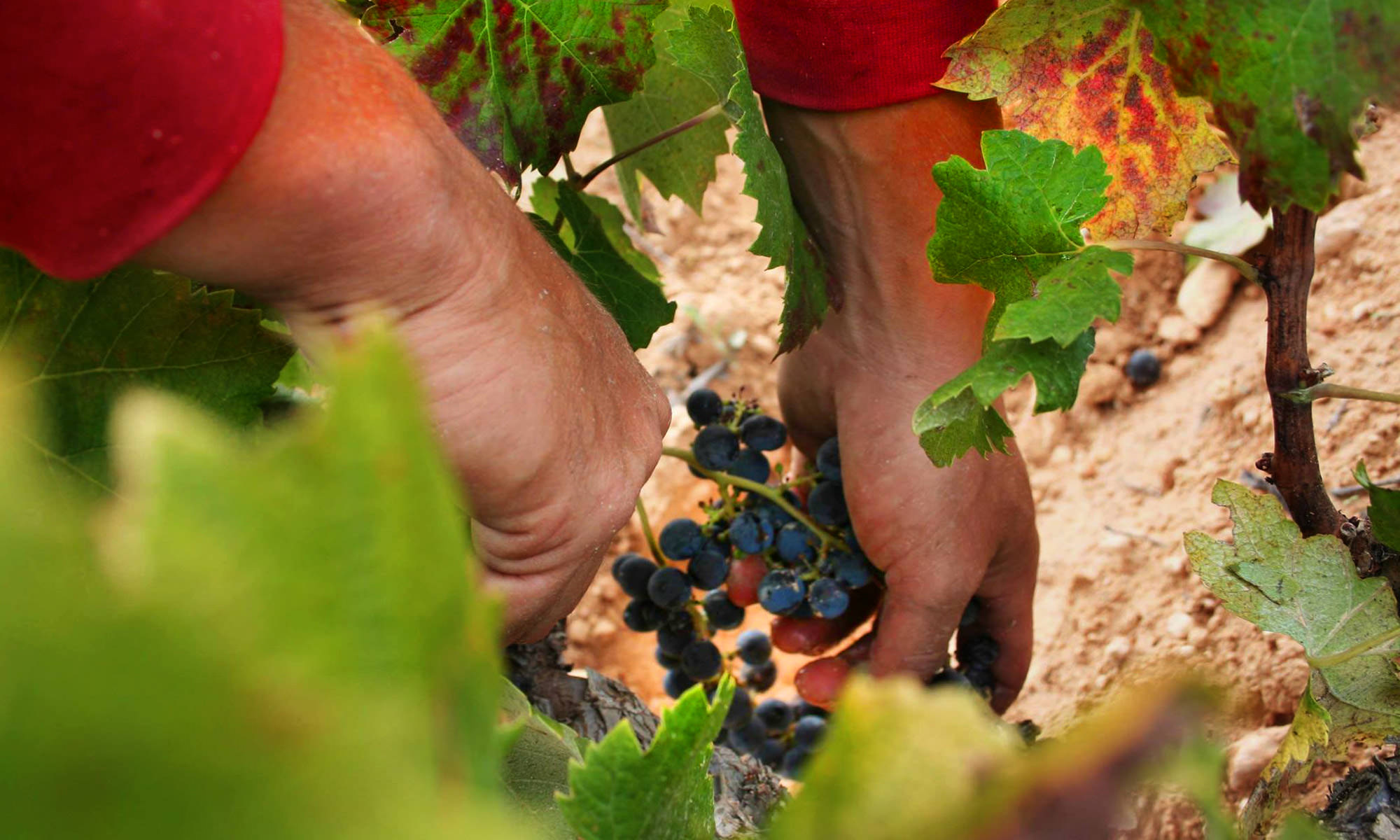 Artadi Viñas de Gain Blanco - Imagen 6